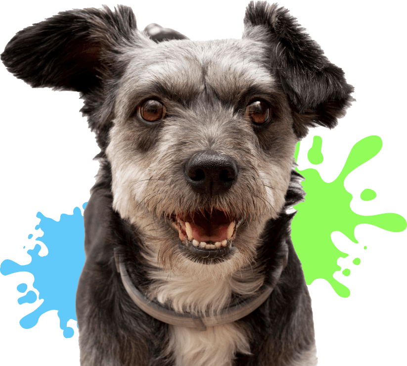 Happy dog with colourful paint splashes background.