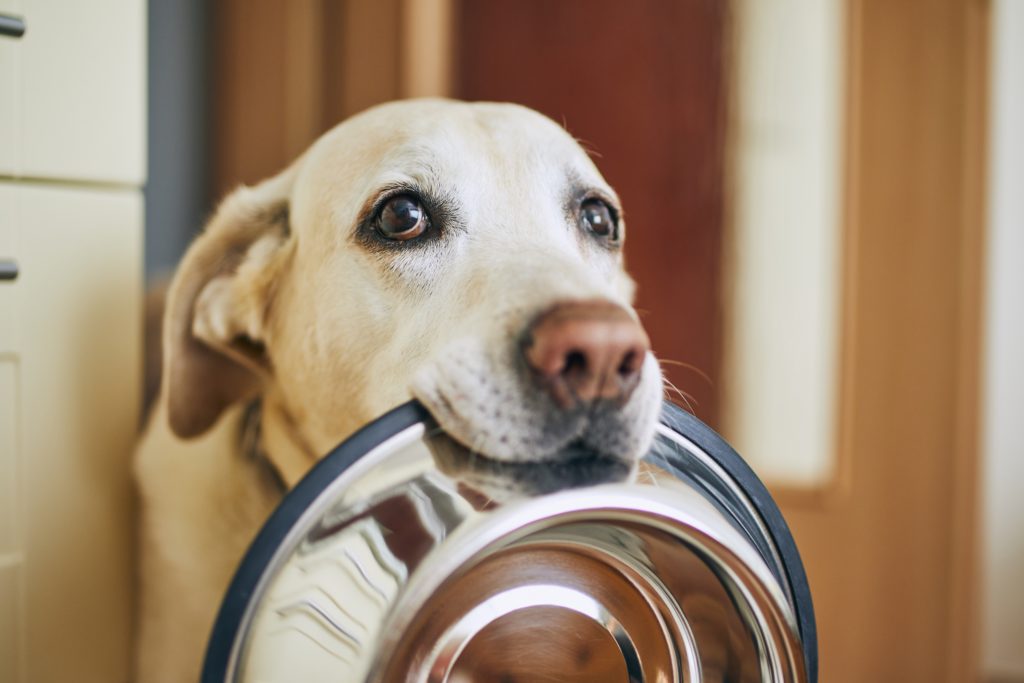 Hungry dog holding an empty food bowl.