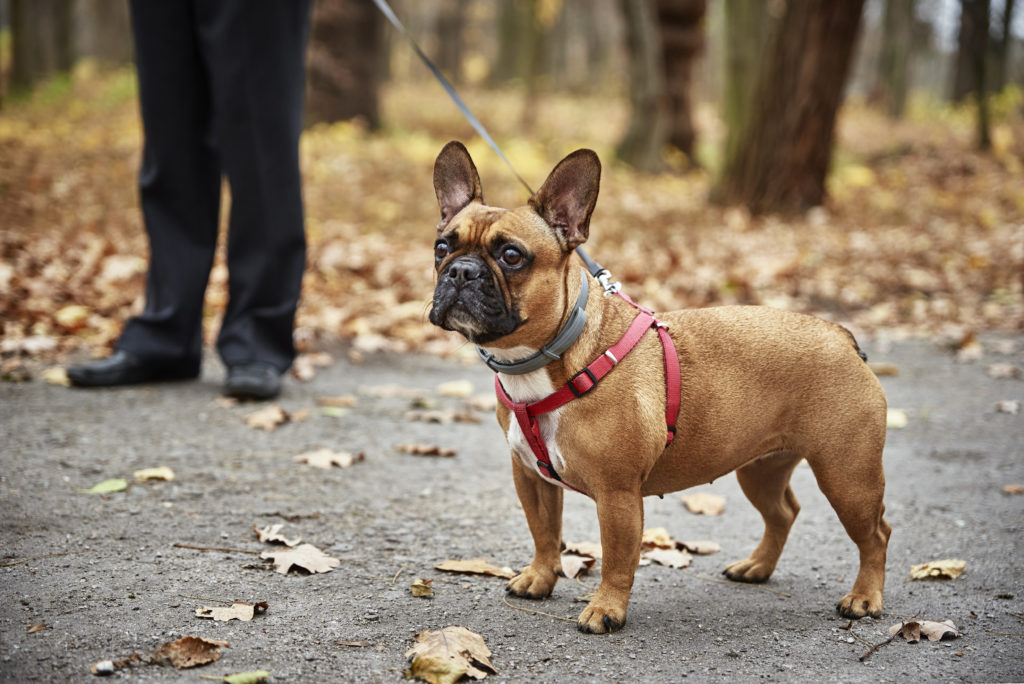 French Bulldog on a solo leash walk through a quiet, leaf-covered park trail, receiving focused one-on-one attention.