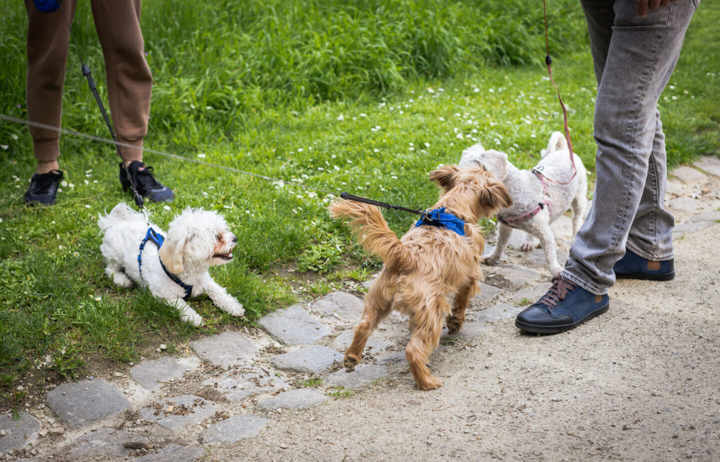 Puppy Socialization During Walks - Soulmutts Toronto