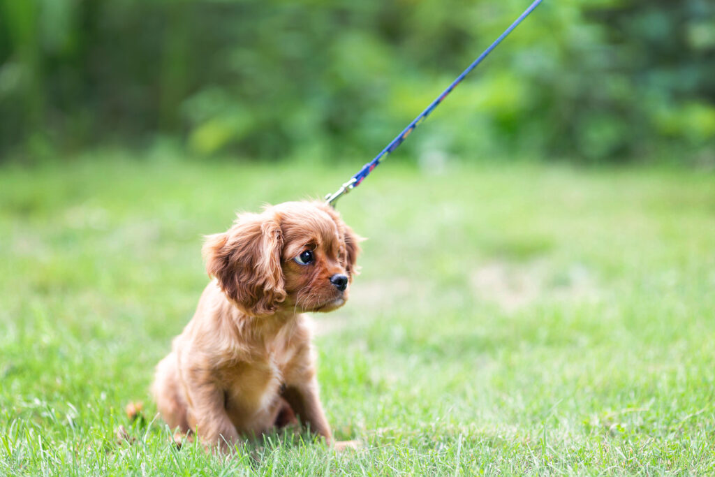 Small brown puppy sitting on grass with leash during early leash training