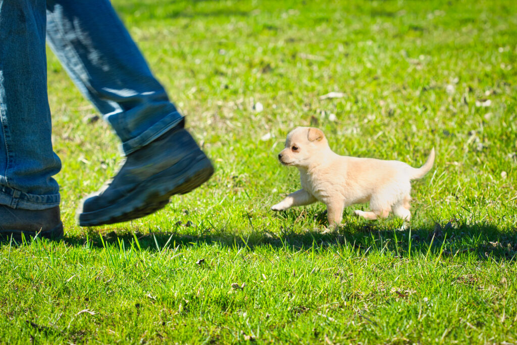 Young puppy walking beside owner in grassy park during short, age-appropriate walk
