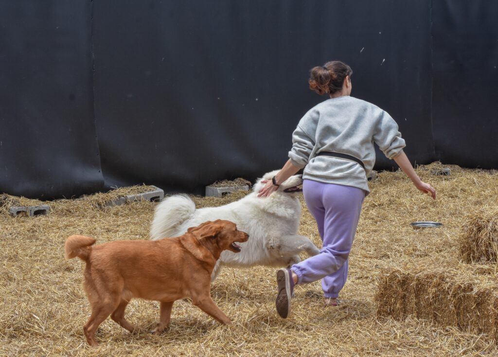 Person playing with two dogs on straw.